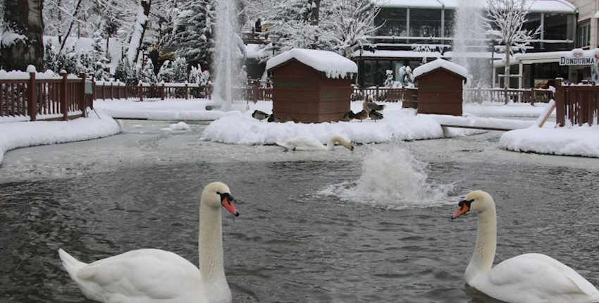 Ankarada kışın ne yapılır? Kuğulu Park kar manzarası