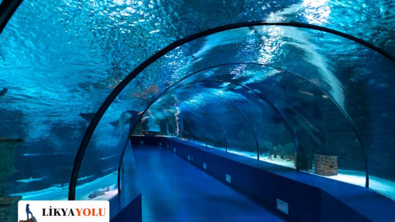 Antalya Aquarium Giriş Ücreti Ne Kadar, Kimlere Ücretsiz? Antalya Aquarium’da Neler Var?