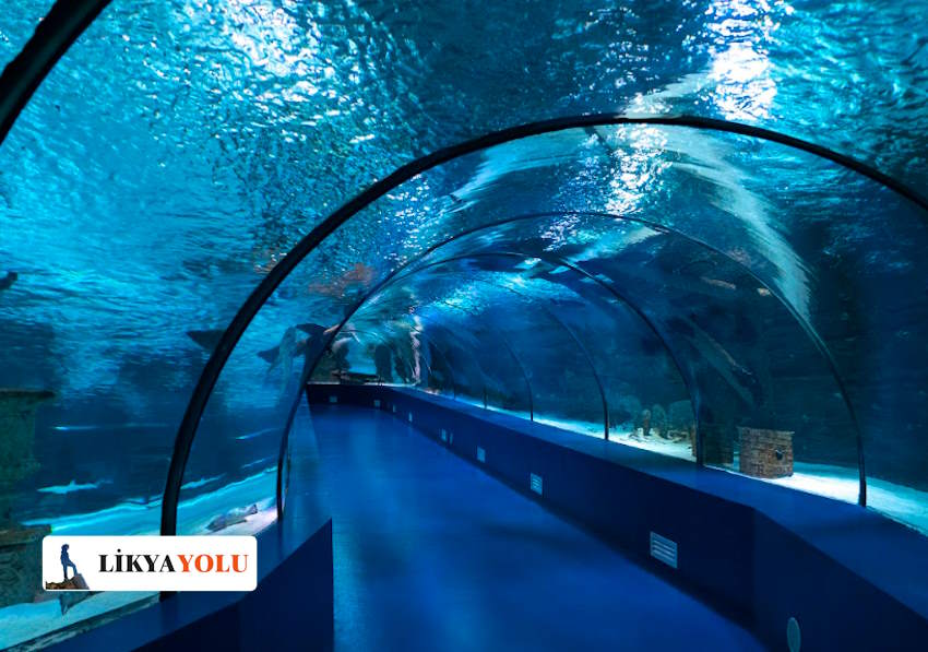 Antalya Aquarium Giriş Ücreti Ne Kadar, Kimlere Ücretsiz? Antalya Aquarium’da Neler Var?