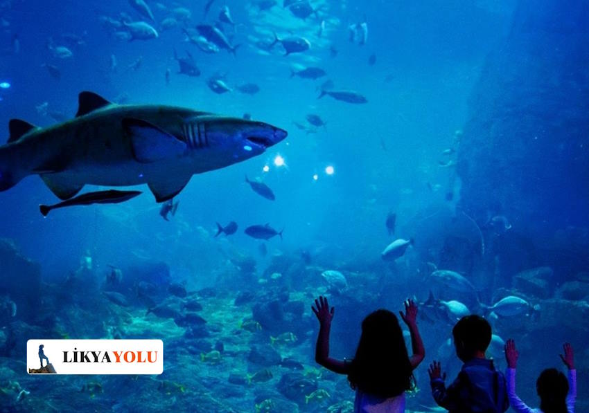 Antalya Aquarium Giriş Ücreti Ne Kadar?