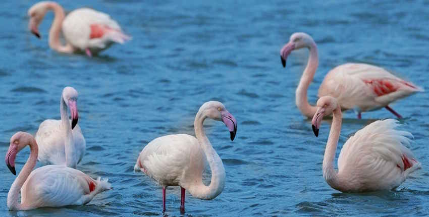 Türkiye'nin En İyi Kuş Gözlem Alanları - İzmir Kuş Cenneti