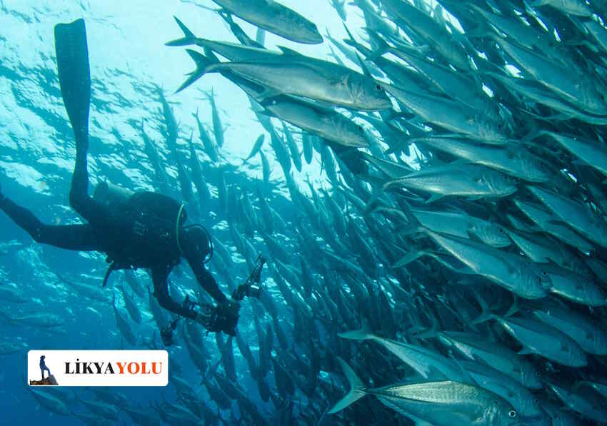 Kaş'ta Dalış Yapılacak Yerler: Uçanbalık Bankosu (Flying Fish)