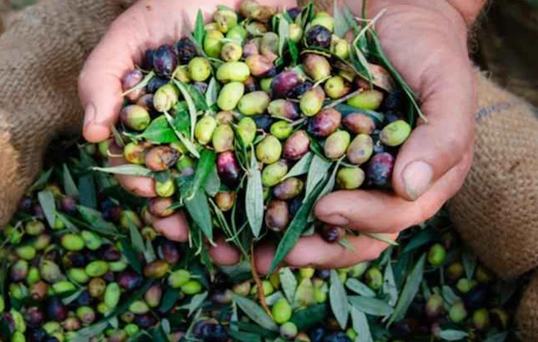 Serik ve Kumluca’da Erkenci Zeytin Hasadı Başladı