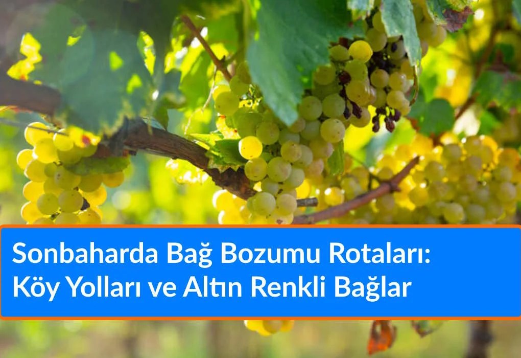 Sonbaharda Bağ Bozumu Rotaları: Köy Yolları ve Altın Renkli Bağlar