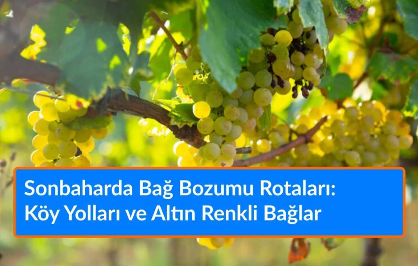 Sonbaharda Bağ Bozumu Rotaları: Köy Yolları ve Altın Renkli Bağlar